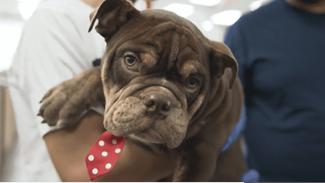 Petland Makes A Puppy Donation