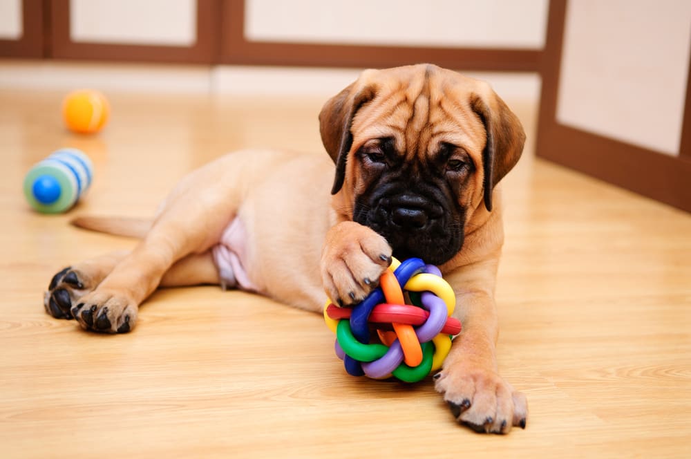 7 Things To Do With Your Puppy Indoors