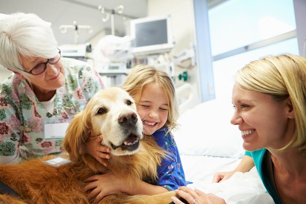 What is a Therapy Dog?