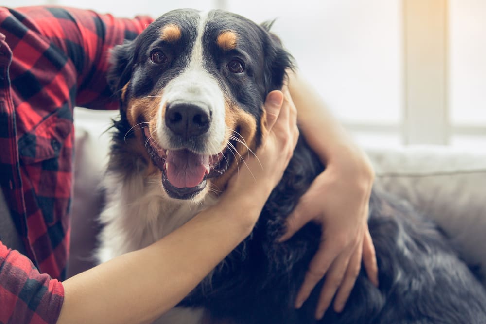 How To Care For Your Dog During A Pandemic