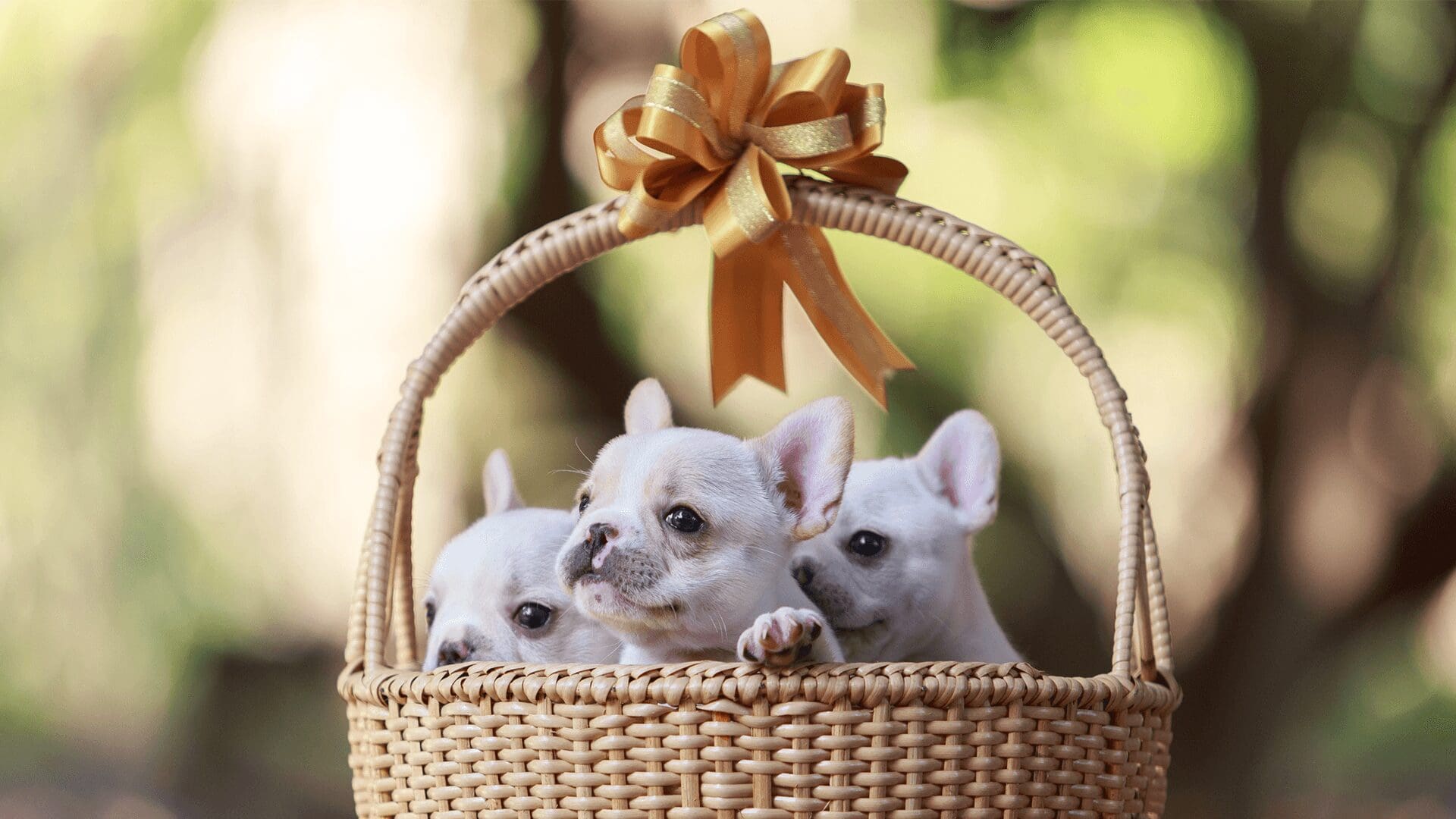 How To Pick The Right Breed For You