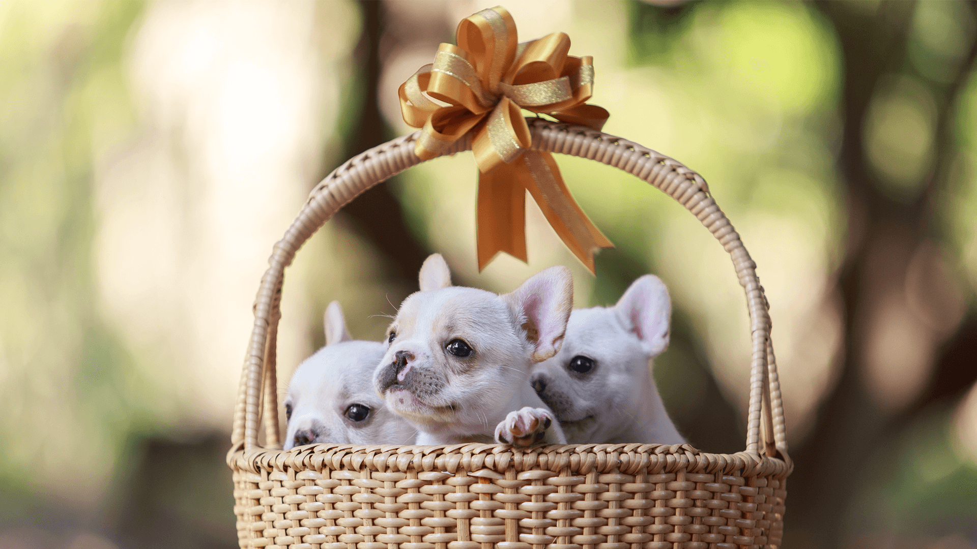 How To Pick The Right Breed For You