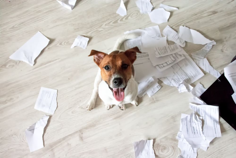 How To Puppy Proof Your House and Backyard
