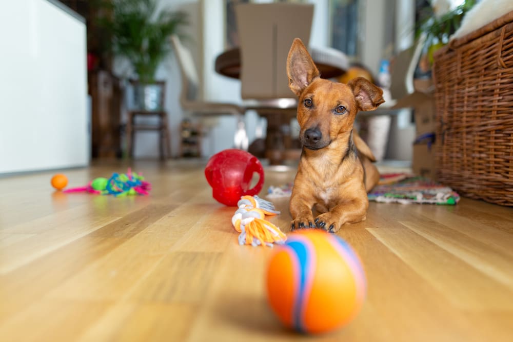 How to Choose the Right Toys for Your Dog