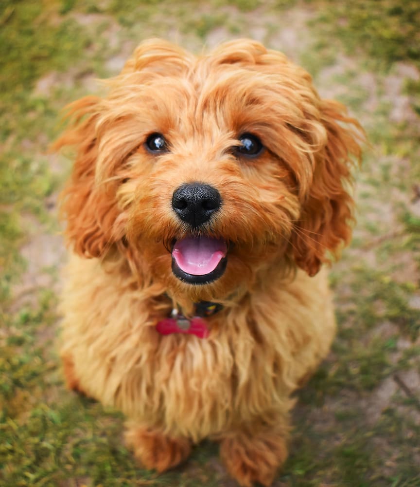 Cavapoo: A Puppy You’ll Forever Love