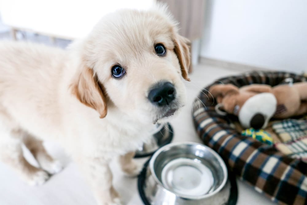 10 Helpful Tips for First Time Puppy Parents