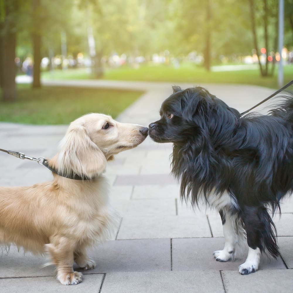 How to Introduce Your Dogs