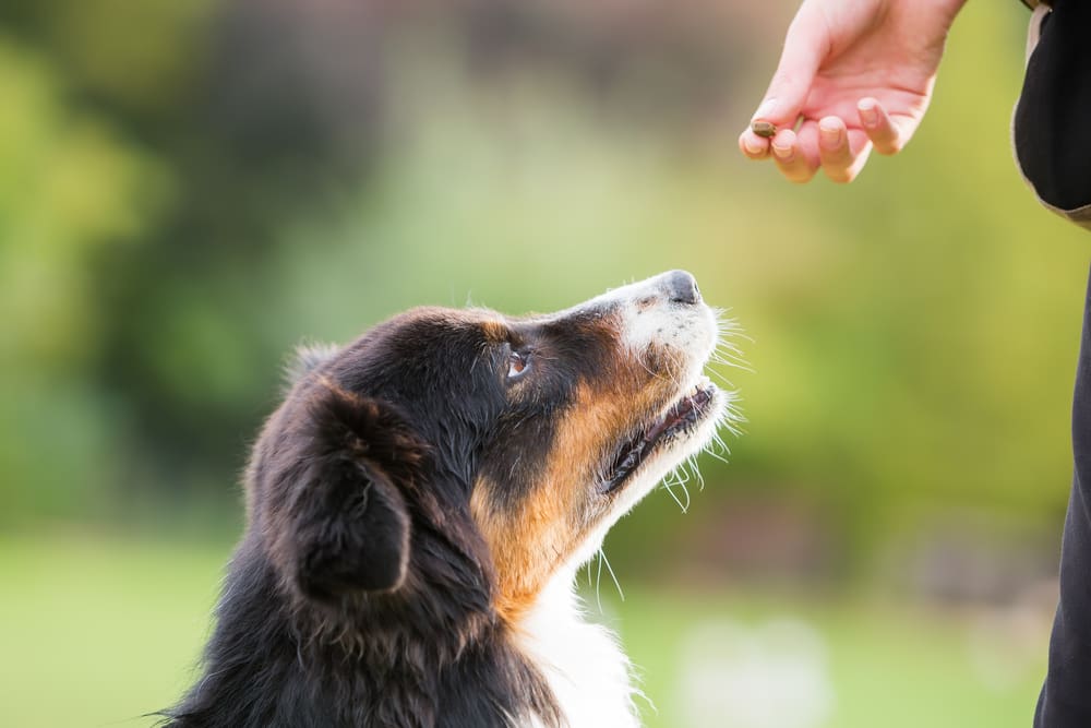 How To Choose the Best Dog Treats