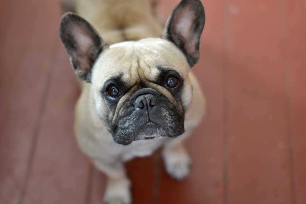 French Bulldog: A Puppy You’ll Forever Love