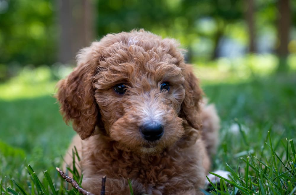 Goldendoodle 2nd Gen: A Puppy You’ll Forever Love