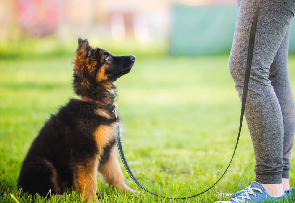 How to Teach Your Puppy The 5 Basic Commands