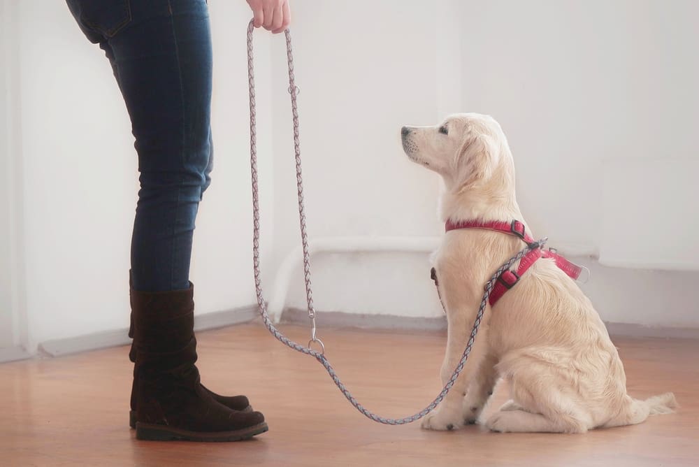 How To Teach Your Dog To Recognize Their Name
