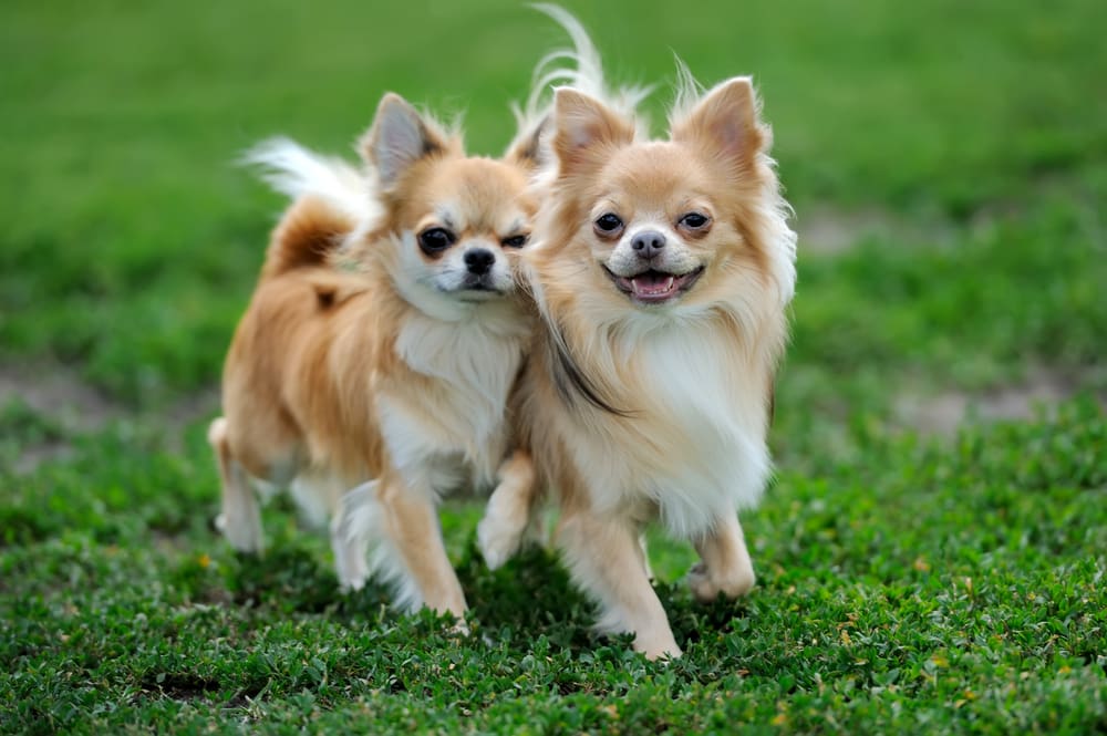 Chihuahua: A Puppy You’ll Forever Love