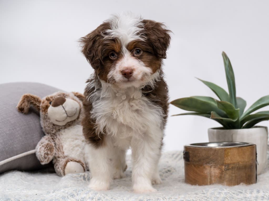 Mini Aussiedoodle: A Puppy You’ll Forever Love