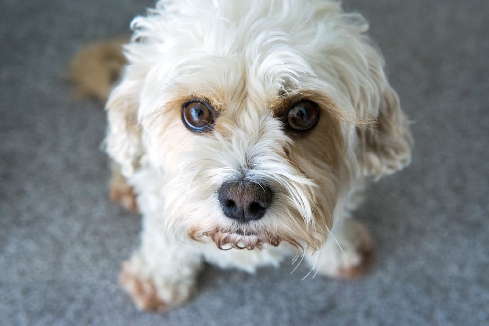Cavachon: A Puppy You’ll Forever Love