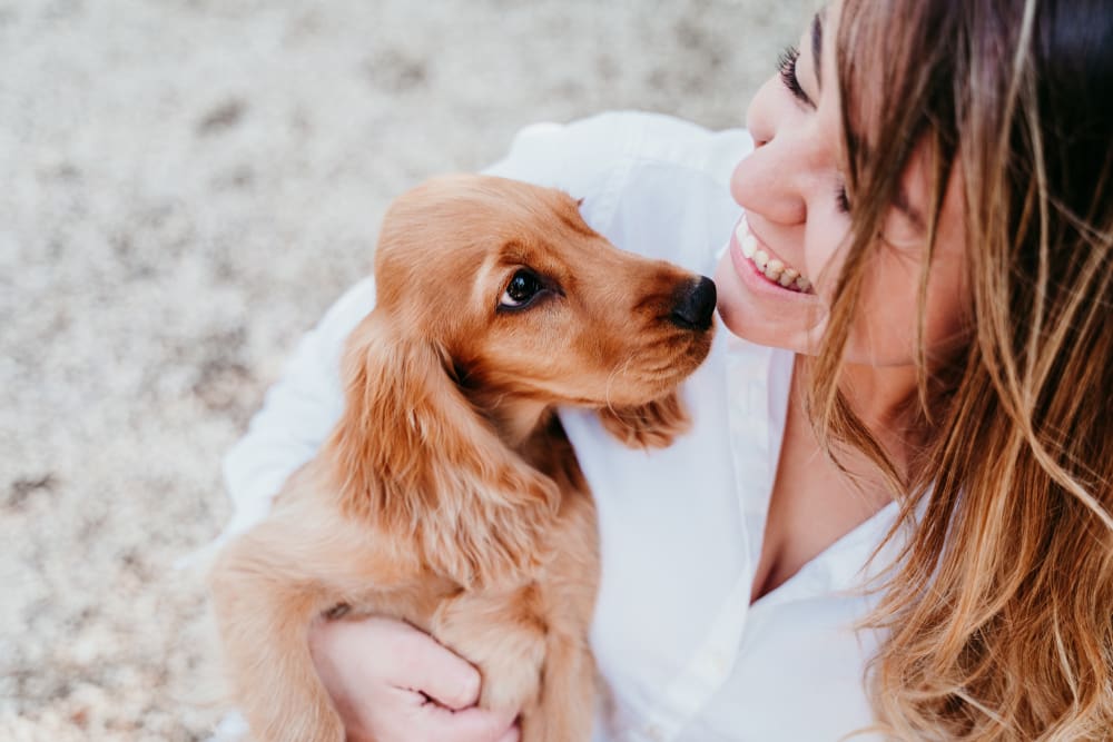 5 Signs You’re Ready for A New Puppy