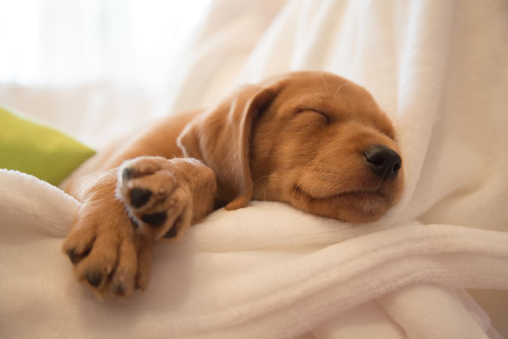 How to Help Your Puppy Sleep at Night