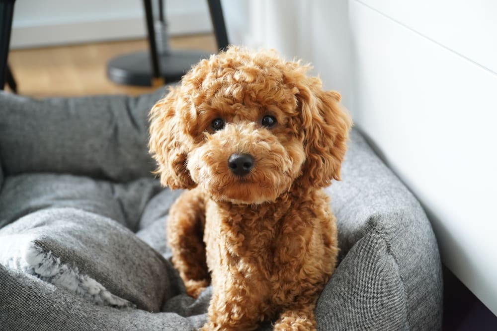 Toy Poodle: A Puppy You’ll Forever Love