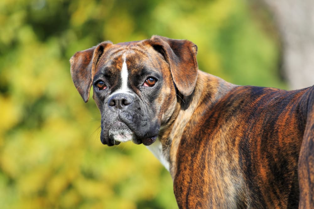 Petland Miami picture of a cute and lovable Boxer dog staring at the camera.