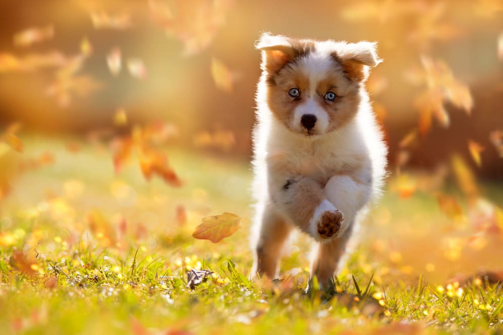 Petland Miami picture of cute Australian Shepherd puppy running over a meadow.