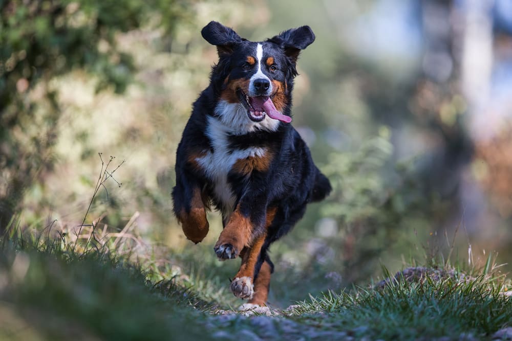 Petland Miami picture of Bernese Mountain Dog running in a forest.