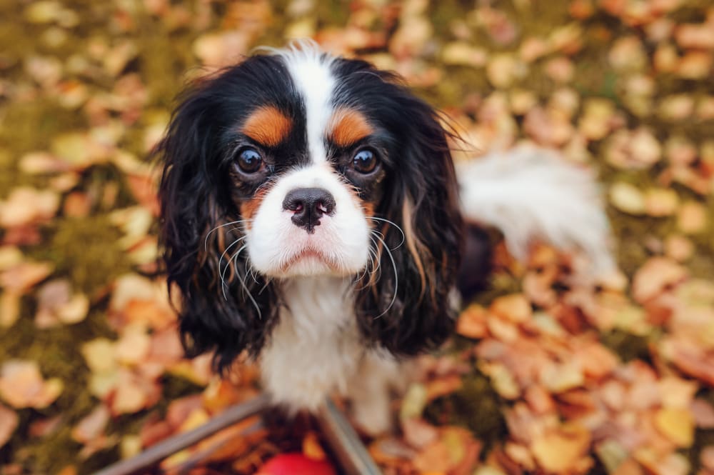 Petland Miami picture of a cute Cavalier King Charles Spaniel looking at the camera.