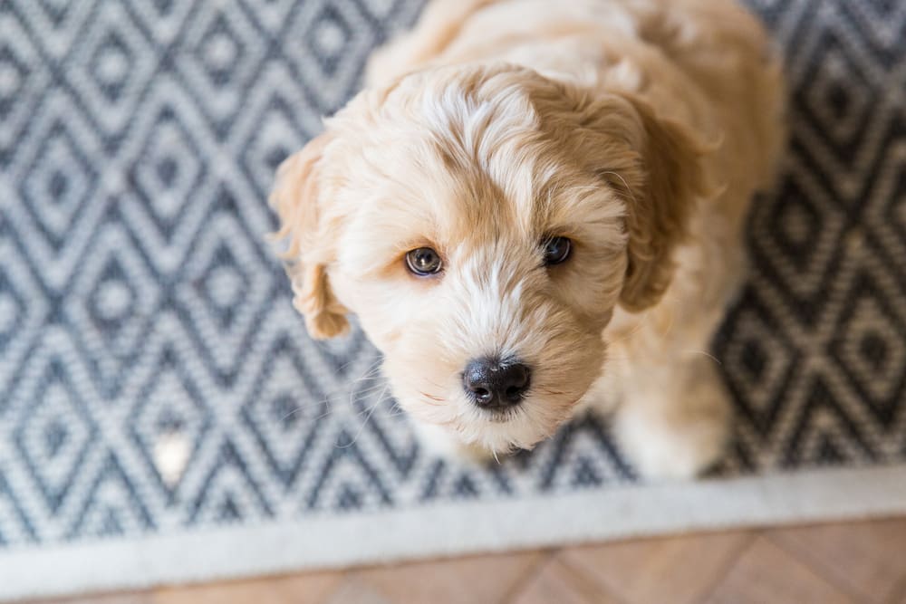 Labradoodle: A Puppy You’ll Forever Love