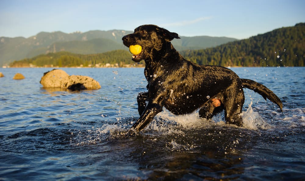 Petland Miami picture of Labrador Retriever dog running and fetching ball in the water. 