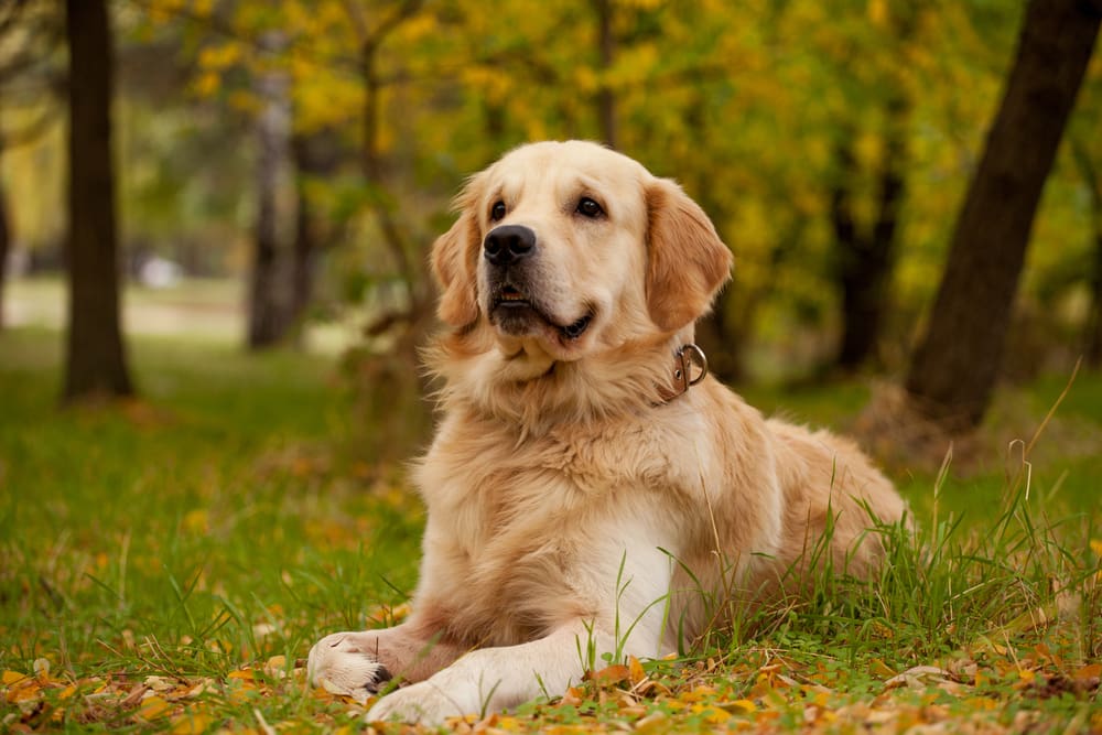 Petland Miami picture of a cute Golden Retriever sitting on the grass.