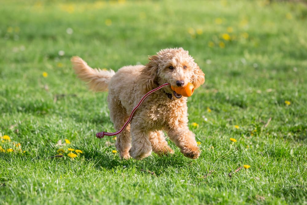 Petland Miami picture of a cute Poodle puppy running in a field while holding a ball.