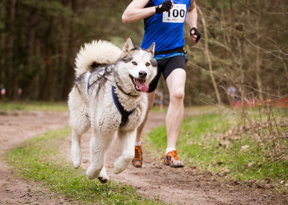 Petland Miami picture of Siberian Husky running on a trail with its owner. 