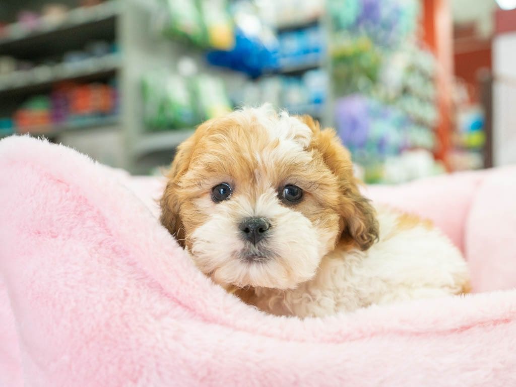 Teddy Bear: A Puppy You’ll Forever Love