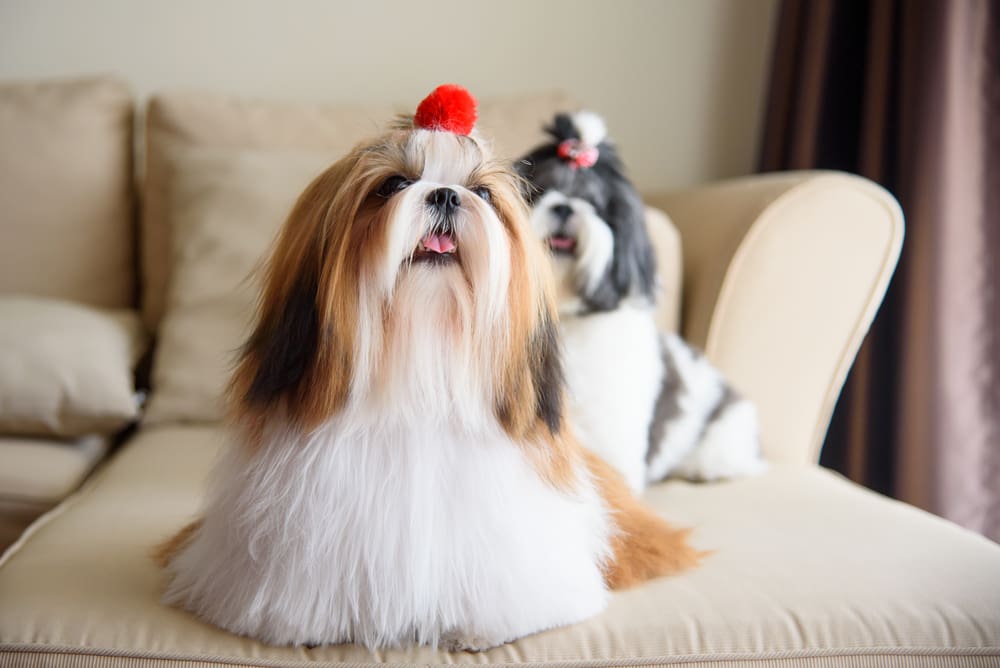 Petland Miami picture of 2 adorable Shih Tzu dogs sitting on the couch.