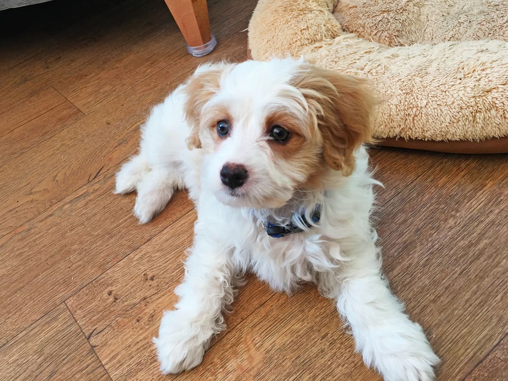 Cavachon puppy sitting on a floor with its doggy bed behind it for Petland Miami.