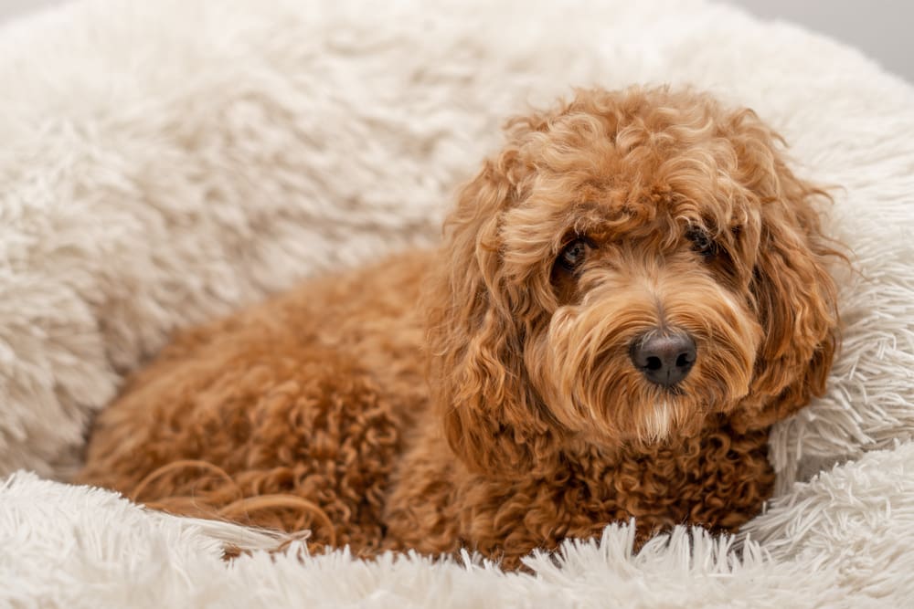 Cavapoo puppy sitting in its bed for Petland Miami.
