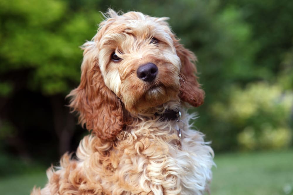 6 Adorable Designer Dog Breeds