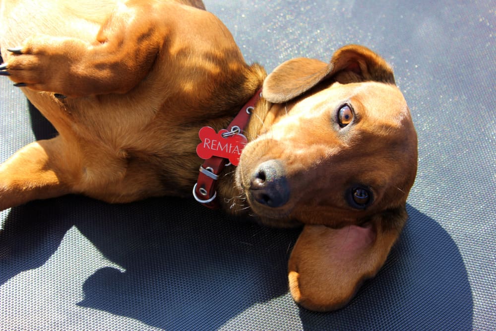 5 Great Tips For Naming Your New Puppy