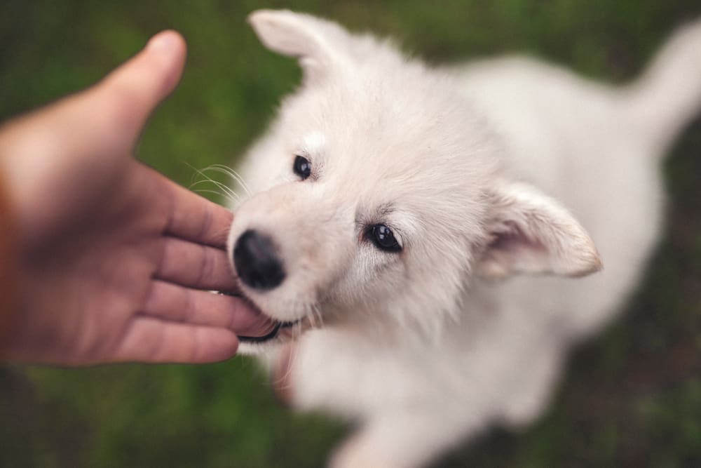 5 Reasons Why Dogs Bite and How to Prevent It