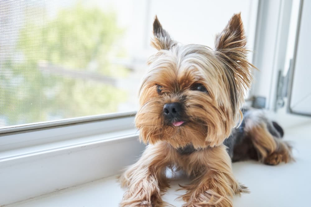 Yorkshire Terrier: A Puppy You’ll Forever Love