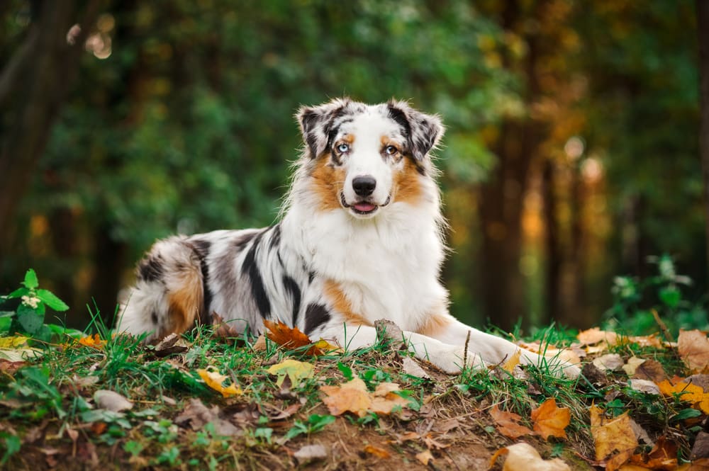 Merle colored Australian Shepherd dog laying on a grassy field with autumn leaves for Petland Miami.
