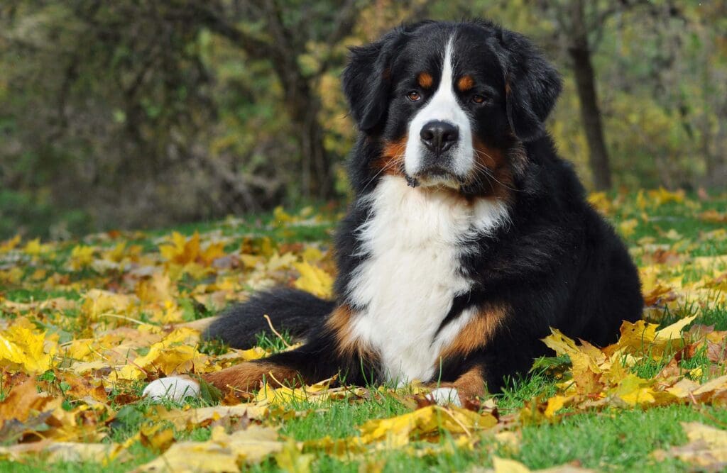Bernese Mountain Dog sitting in a grassy field and looking at the camera for Petland Miami.