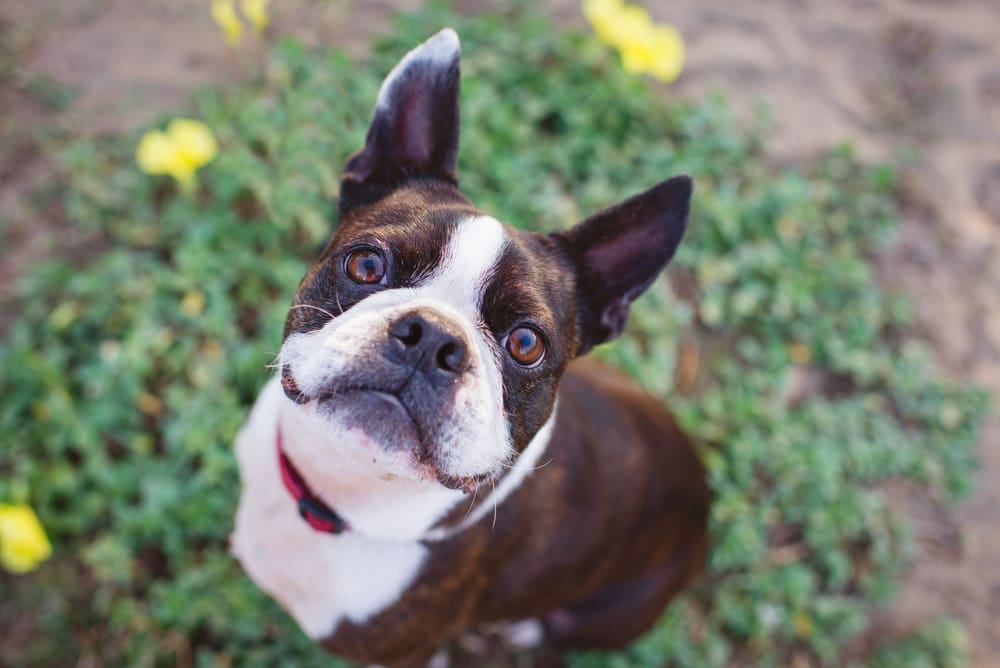 Boston Terrier: A Puppy You’ll Forever Love