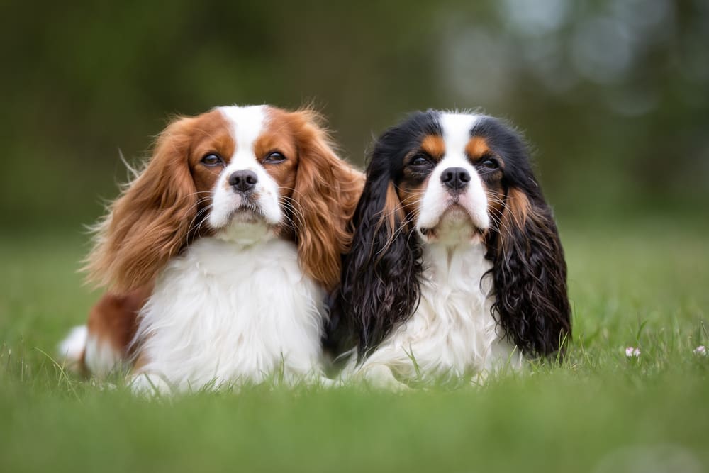 two Cavalier King Charles Spaniels sitting on a field while facing the camera for Petland Miami. 