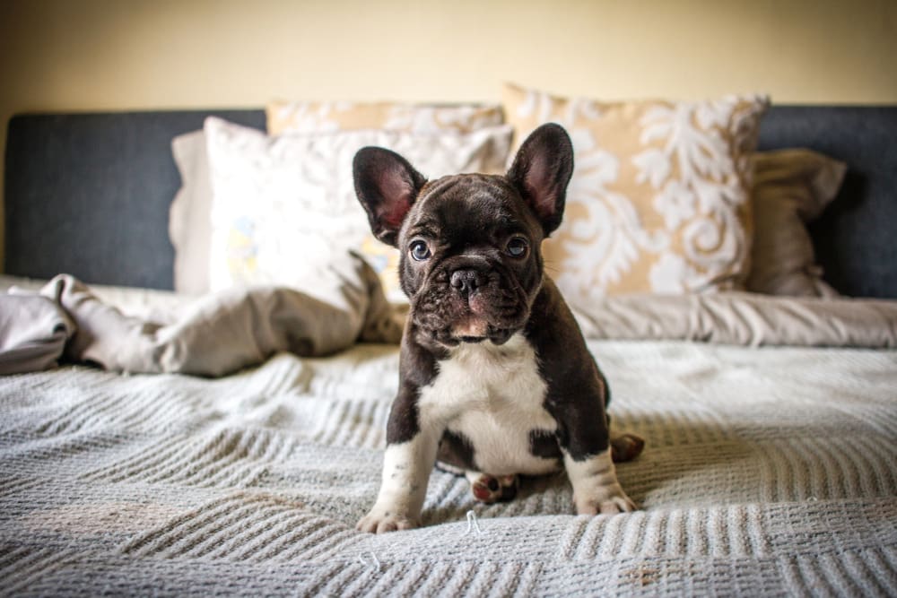 black and white colored French Bulldog sitting on a bed for Petland Miami.