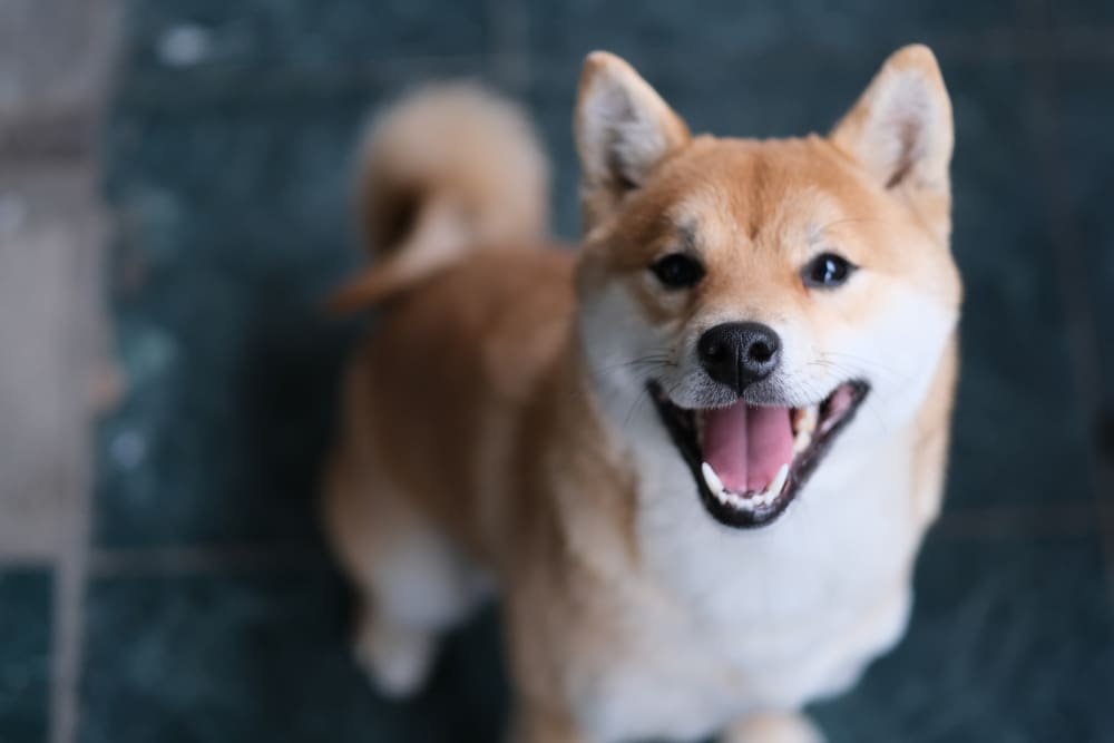 Happy Shiba Inu puppy looking up at the camera for Petland Miami. 