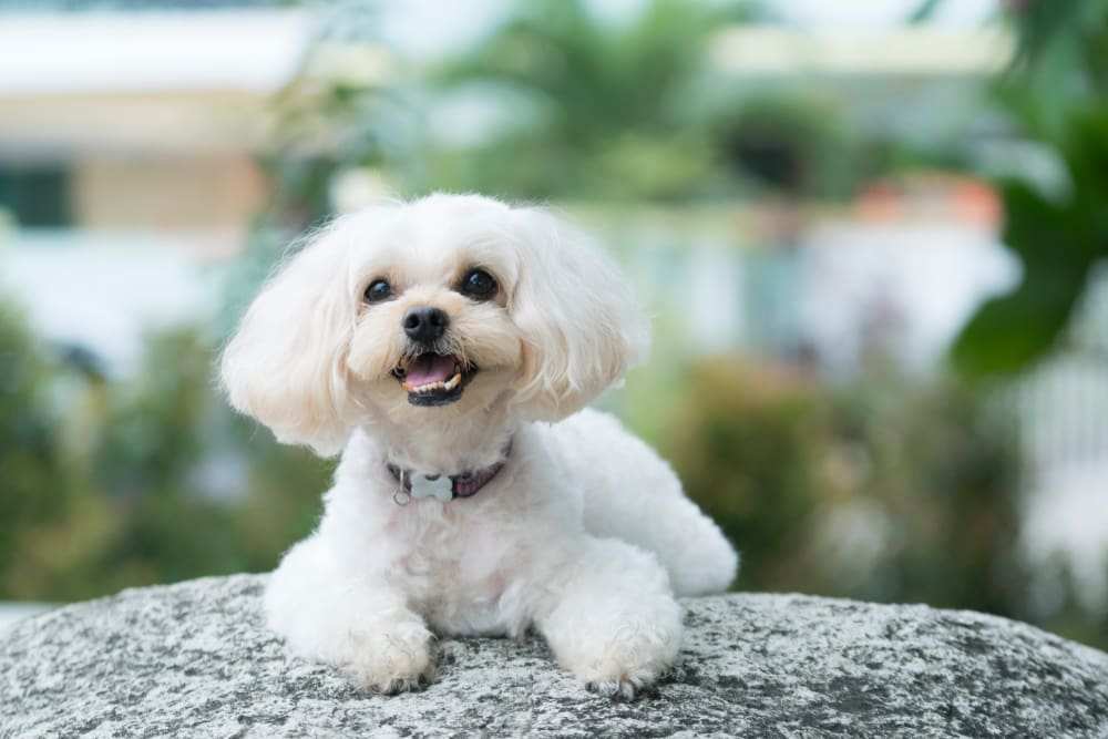 Shih Poo: A Puppy You’ll Forever Love