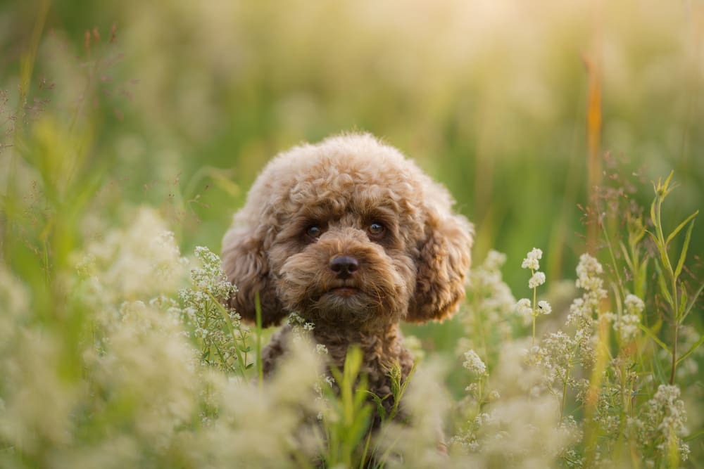 Poodle: A Puppy You’ll Forever Love