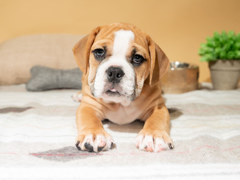 Beabull: A Puppy You’ll Forever Love