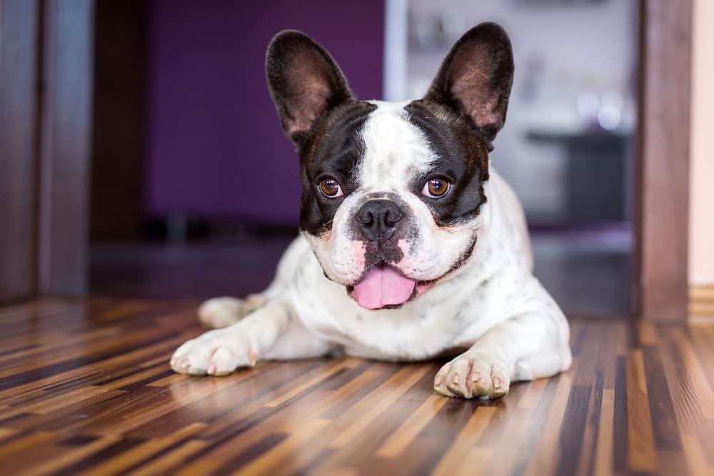 French Bulldog puppy sitting on a wooden floor and looking at the camera.