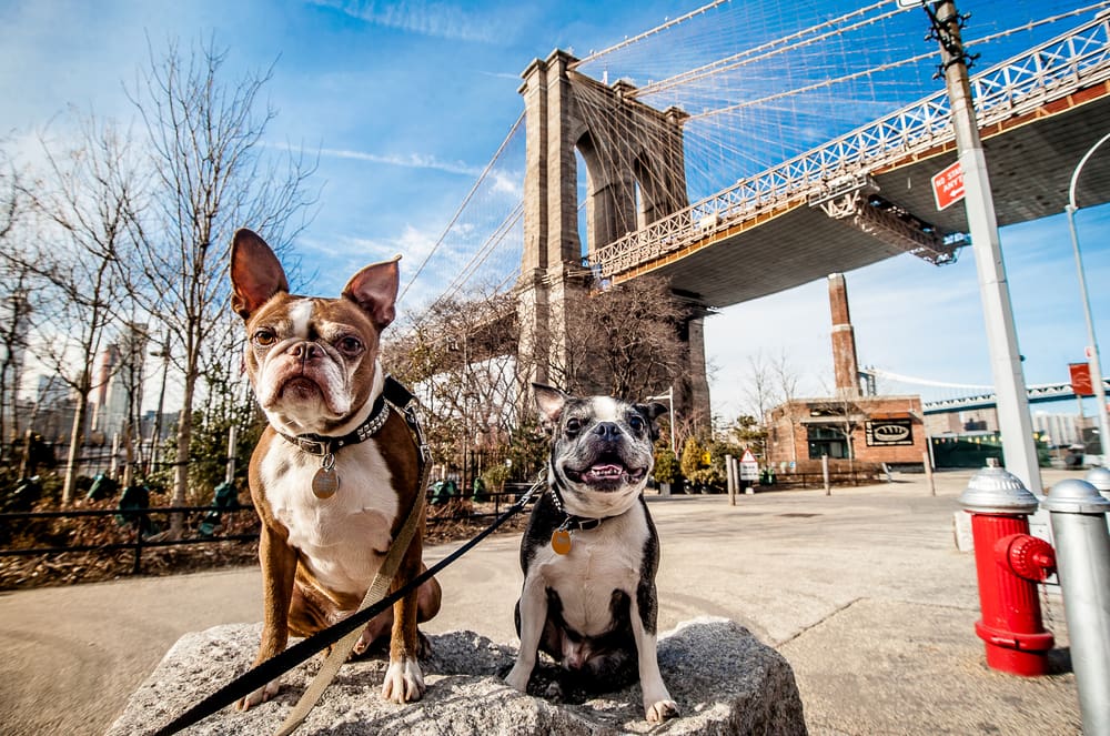 5 Most Dog-Friendly Cities in the U.S.